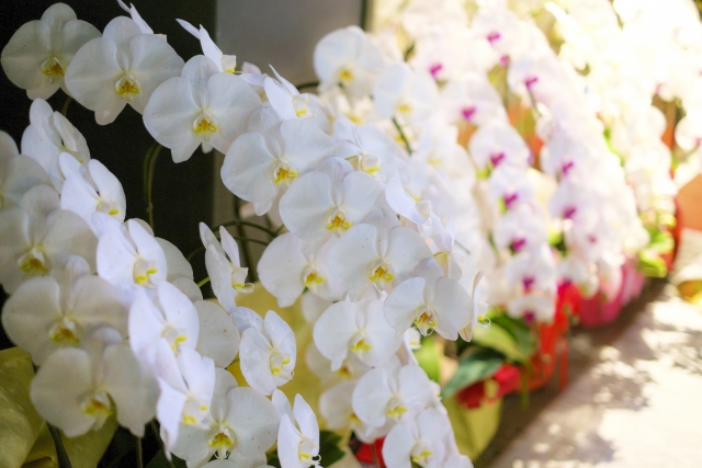 胡蝶蘭 通販 画像