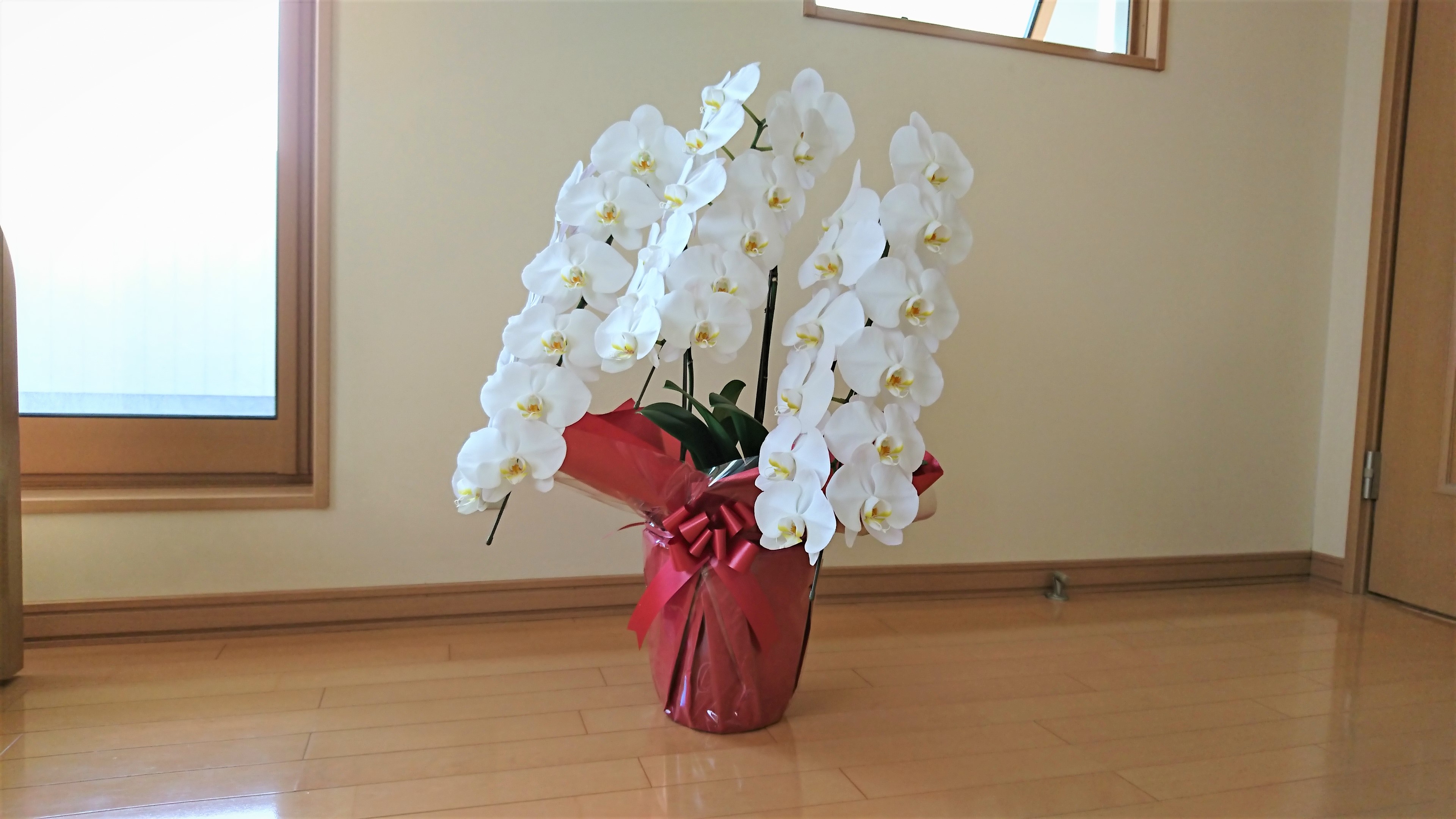 胡蝶蘭専門店 ギフトフラワー 胡蝶蘭画像