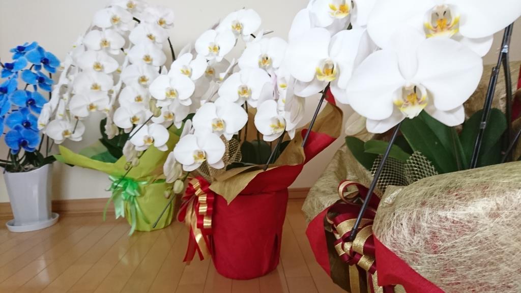 通販サイトで購入した胡蝶蘭 画像