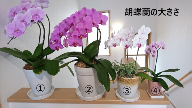 胡蝶蘭 大きさ 画像